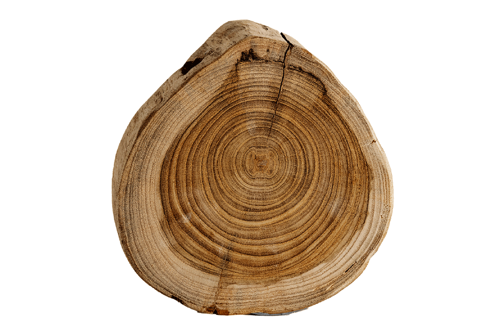 Tronco de madera de Haya corte transversal